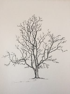 Pen drawing of a tree