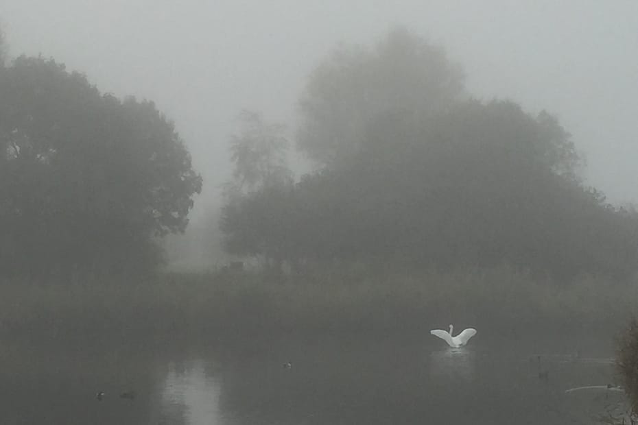 Swan in the fog in Heemskerk