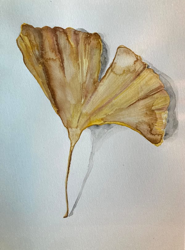 ginkgo leaf in watercolor