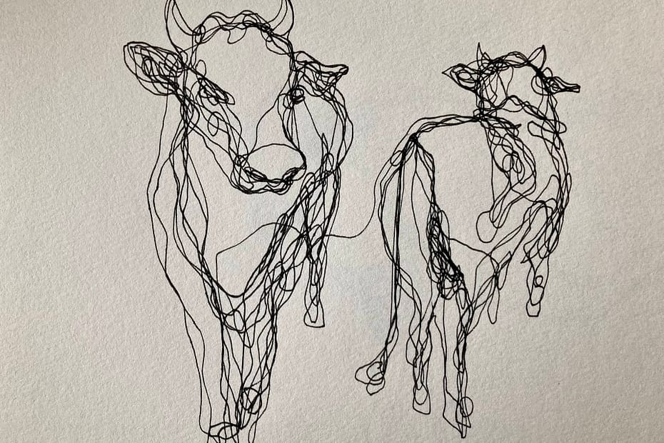 Koeien