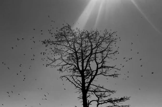 Zwaluwenboom
